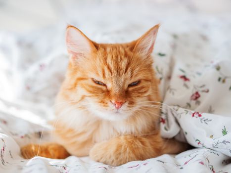 Cute ginger cat lying in bed under blanket. Fluffy pet looking arrogantly. Cozy home background, morning bedtime.