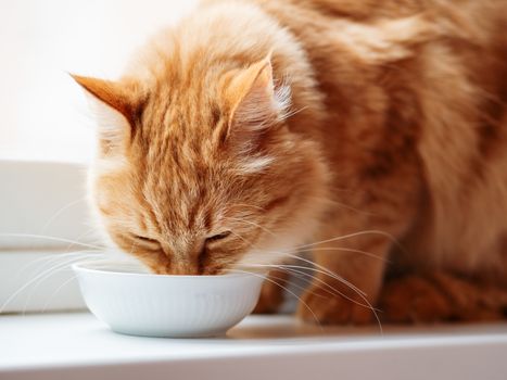Close up photo of cute ginger cat drinking milk from white bowl. Fluffy thirsty pet on window sill.