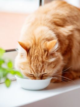 Close up photo of cute ginger cat drinking milk from white bowl. Fluffy thirsty pet on window sill.