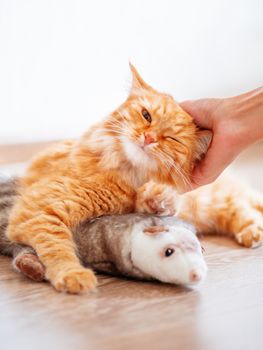 Women strokes cute ginger cat lying on floor with favorite toy - plush ferret. Fluffy pet on cozy home background.