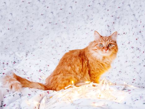 Cute ginger cat sitting in bed with shining light bulbs. Fluffy pet looks curiously. Cozy home holiday background.