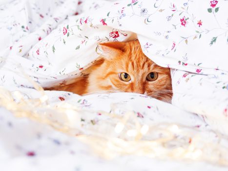 Cute ginger cat sitting in bed with shining light bulbs. Fluffy pet looks curiously. Cozy home holiday background.