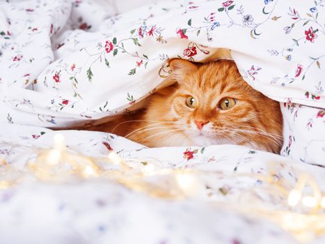 Cute ginger cat sitting in bed with shining light bulbs. Fluffy pet looks curiously. Cozy home holiday background.