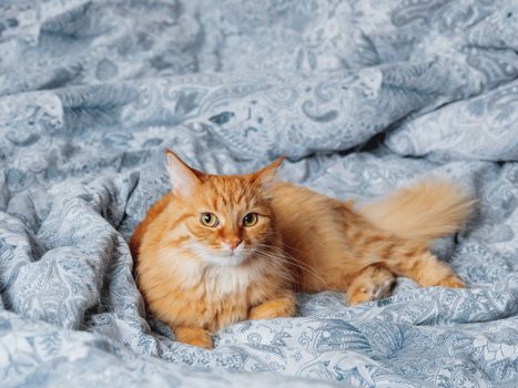 Cute ginger cat lying in bed. Fluffy pet comfortably settled to sleep or to play. Cozy home background, morning bedtime.