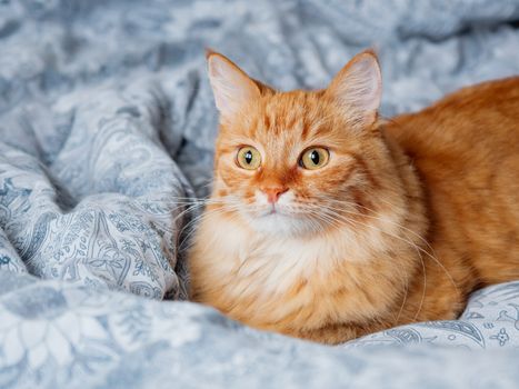 Cute ginger cat lying in bed. Fluffy pet comfortably settled to sleep or to play. Cozy home background, morning bedtime.