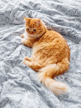 Cute ginger cat lying in bed. Fluffy pet comfortably settled to sleep or to play. Cozy home background, morning bedtime.