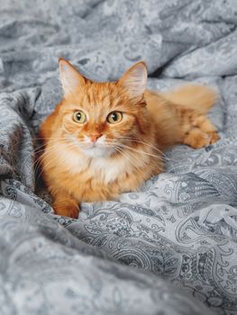Cute ginger cat lying in bed. Fluffy pet comfortably settled to sleep or to play. Cozy home background, morning bedtime.