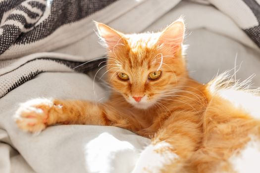 Cute ginger cat lying in bed. Fluffy pet with sleepy expression on face.
