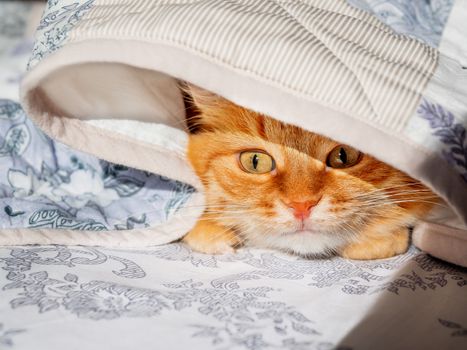 Cute ginger cat lying in bed under a blanket. Fluffy pet comfortably settled to sleep. Cozy home background with funny pet.