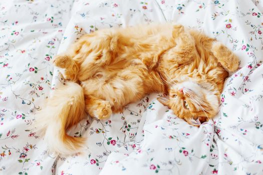 Cute ginger cat lying in bed. Fluffy pet looks curiously. Cozy home background.