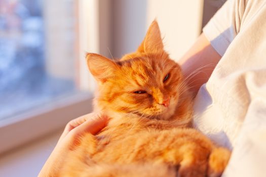 Cute ginger cat is lying on woman's hands and staring at camera. Symbol of fluffy pet adoption.