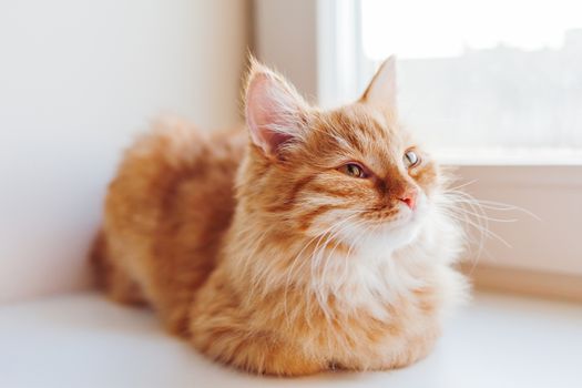 Cute ginger cat sitting on window sill. Cozy home background with domestic fluffy pet.