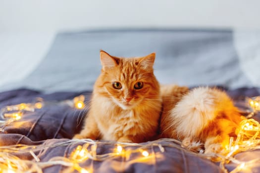 Cute ginger cat lying in bed with shining light bulbs. Fluffy pet looks curiously. Cozy home holiday background.