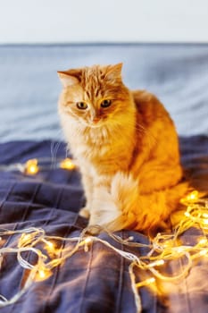 Cute ginger cat sitting on bed with shining light bulbs. Fluffy pet looks curiously. Cozy home holiday background.