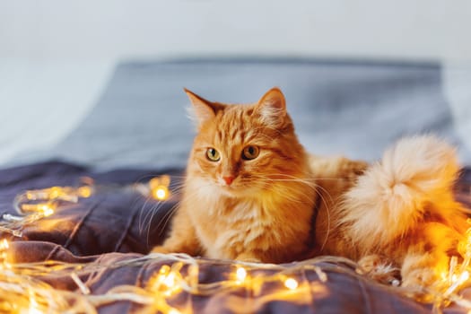 Cute ginger cat lying in bed with shining light bulbs. Fluffy pet looks curiously. Cozy home holiday background.