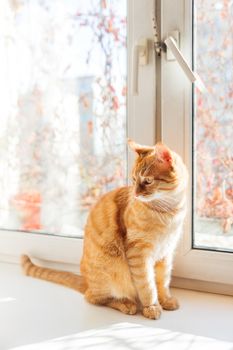 Cute ginger cat sitting on window sill. Cozy home background with domestic fluffy pet.