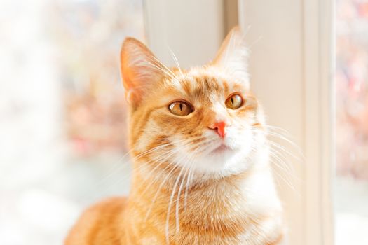 Cute ginger cat sitting on window sill. Cozy home background with domestic fluffy pet.