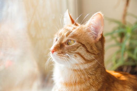 Cute ginger cat sitting on window sill. Cozy home background with domestic fluffy pet.