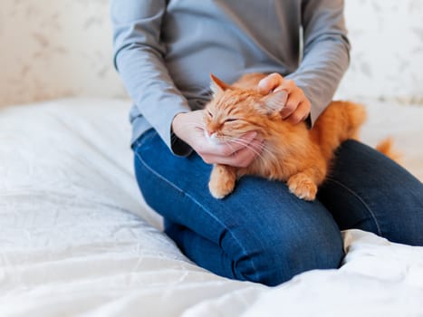 Cute ginger cat lies on woman's hands. Fluffy pet comfortably settled to sleep or to play. Cozy morning bedtime at home.