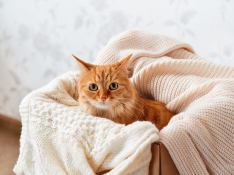 Cute ginger cat in box with knitted sweaters. Curious fluffy pet with warm beige clothes. Cozy home.