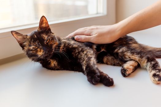 Woman is stroking cute tortoiseshell color. Fluffy pet. Pet adoption of non-pedigreed cat.