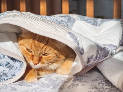 Cute ginger cat lying in bed under a blanket. Fluffy pet comfortably settled to sleep. Cozy home background with funny pet.
