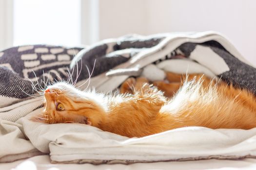 Cute ginger cat lying belly up in bed. Fluffy pet with curious funny expression on face.