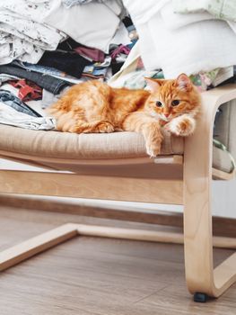 Cute ginger cat lying on a chair. Mess in room, outfits stacked in disorder. Furry pet looks with curiosity