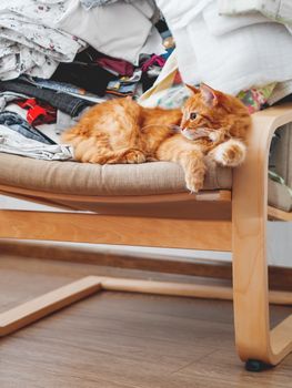 Cute ginger cat lying on a chair. Mess in room, outfits stacked in disorder. Furry pet looks with curiosity