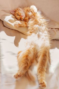Cute ginger cat lying belly up in bed. Fluffy pet with curious funny expression on face.