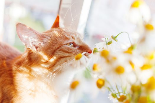 Cute ginger cat smelling a bouquet of camomiles. Cozy spring morning at home.