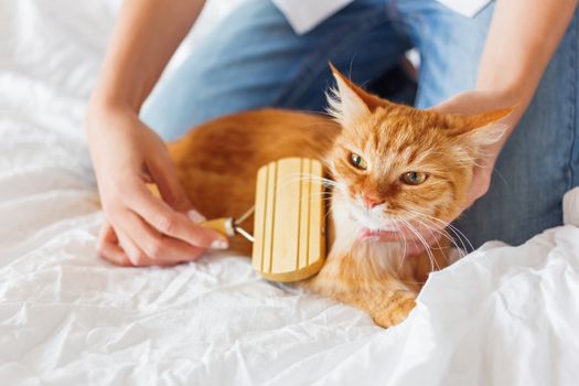 Woman combs a dozing ginger cat's fur. The fluffy pet comfortably settled to sleep. Cute cozy background, morning bedtime at home.