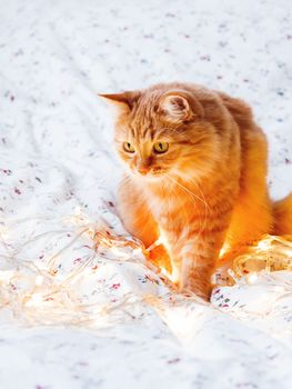 Cute ginger cat sitting in bed with shining light bulbs. Fluffy pet looks curiously. Cozy home holiday background.