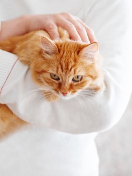 Cute ginger cat is sitting on man's hands and staring at camera. Symbol of fluffy pet adoption.