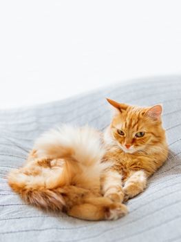 Cute ginger cat lying on bed. Fluffy pet is dozing. Cozy home background. Copy space.