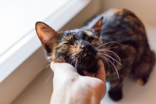 Woman is stroking cute tortoiseshell color. Fluffy pet. Pet adoption of non-pedigreed cat.