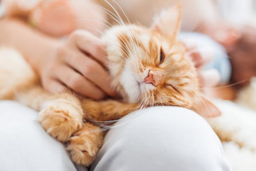 Woman stroking cute ginger cat on her knees. Fluffy pet frowning of pleasure. Cozy morning at home.