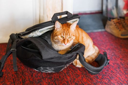 Cute ginger cat sitting in black backpack. Domestic fluffy pet loves to settle in bags.