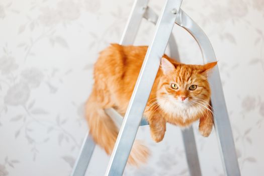 Cute ginger cat sits on ladder. Fluffy pet with unsatisfied expression on face. Place for text.
