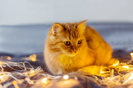 Cute ginger cat lying in bed with shining light bulbs. Fluffy pet looks curiously. Cozy home holiday background.