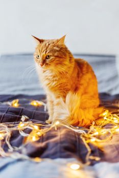 Cute ginger cat sitting on bed with shining light bulbs. Fluffy pet looks curiously. Cozy home holiday background.