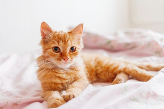 Cute ginger cat lying in bed. Fluffy pet is gazing curiously. Stray kitten sleep on bed first time in its life. Cozy home background, morning bedtime.