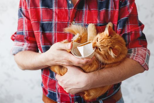 Man in plaid tartan shirt holds a broken white cup and cute ginger cat. Cat broke a cup. Damaged mug with golden decoration.