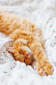 Cute ginger cat lying in bed. Fluffy pet looks sleepy. Cozy home background. Place for text.