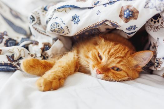 Cute ginger cat lying in bed under a blanket. Fluffy pet comfortably settled to sleep. Cozy home background with funny pet.