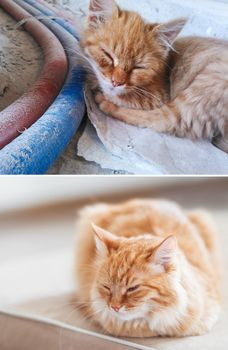 Fluffy cat before and after adoption in home. Dirty stray kitten is slepping on construction site. Poor homeless animal. Cute ginger cat dozing on a couch. Collage, pet adoption theme.