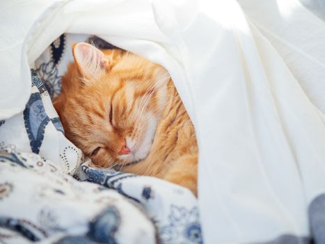 Cute ginger cat lying in bed under a blanket. Fluffy pet comfortably settled to sleep. Cozy home background with funny pet.