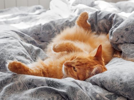 Cute ginger cat lying in bed. Morning bedtime in cozy home. Fluffy pet dozing on blanket.