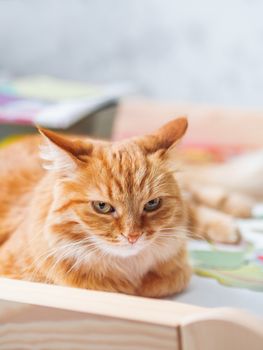 Cute ginger cat is lying on children desk among drawings. Fluffy pet in kids room.