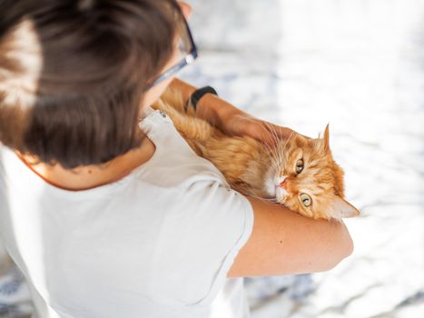 Cute ginger cat lies on woman's hands. The fluffy pet comfortably settled to sleep or to play. Cute cozy background. Morning bedtime at home.